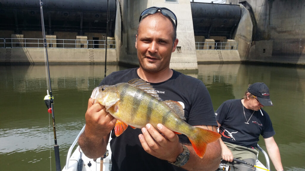 Angler hält einen Barsch hoch, im Hintergrund ein Wehr