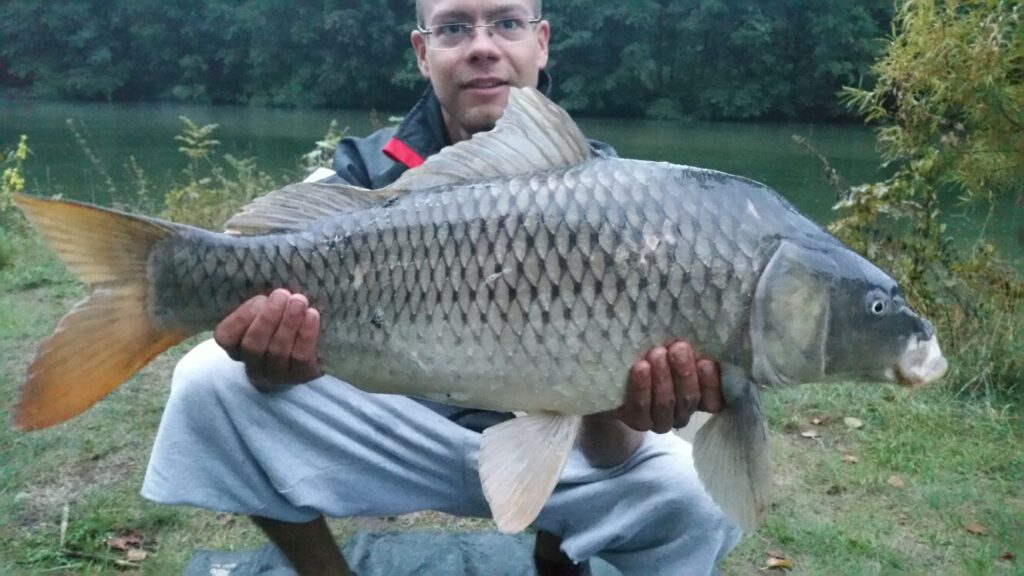 Angler hält einen großen Schuppenkarpfen am Ufer