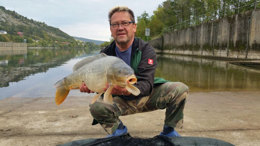 Angler am Kanalufer hält einen Spiegelkarpfen